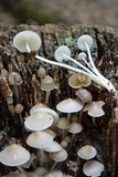 Mycena inclinata image