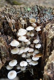 Mycena inclinata image