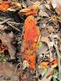 Phanerochaete sanguinea image