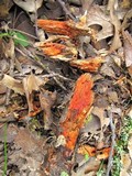 Phanerochaete sanguinea image