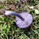 Entoloma occidentale image