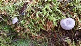 Entoloma occidentale image