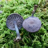 Entoloma occidentale image