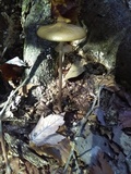 Oudemansiella furfuracea image