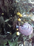 Ganoderma curtisii image