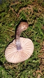 Entoloma tjallingiorum image