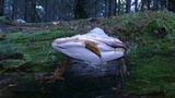 Fomitopsis officinalis image