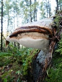 Fomitopsis officinalis image
