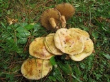 Suillus americanus image