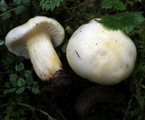 Hygrophorus chrysodon image