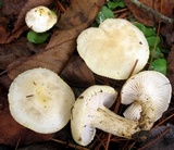 Hygrophorus chrysodon image