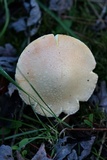 Amanita persicina image