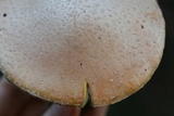 Amanita persicina image