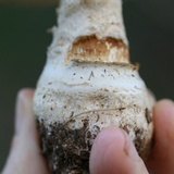 Amanita persicina image