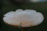 Amanita persicina image