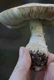 Amanita persicina image