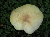 Agaricus crocodilinus image