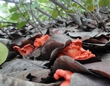 Cantharellus coccolobae image