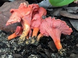 Cantharellus coccolobae image