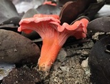 Cantharellus coccolobae image