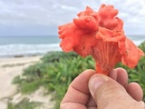 Cantharellus coccolobae image