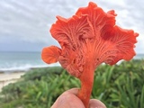 Cantharellus coccolobae image