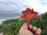 Cantharellus coccolobae image