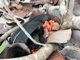 Cantharellus coccolobae image