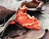 Cantharellus coccolobae image