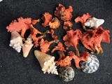 Cantharellus coccolobae image