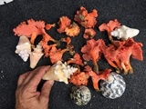 Cantharellus coccolobae image