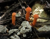 Cantharellus coccolobae image