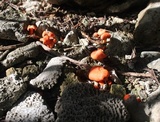Cantharellus coccolobae image
