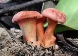 Cantharellus coccolobae image