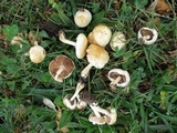Hebeloma ischnostylum image