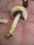 Hebeloma ischnostylum image