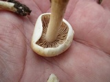 Hebeloma ischnostylum image