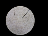 Hebeloma ischnostylum image