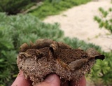 Scleroderma bermudense image