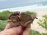 Scleroderma bermudense image