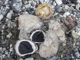 Scleroderma bermudense image