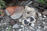 Scleroderma bermudense image