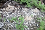 Scleroderma bermudense image
