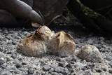 Scleroderma bermudense image