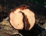 Geodina guanacastensis image