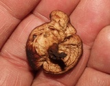 Geodina guanacastensis image