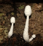Leucocoprinus cretaceus image