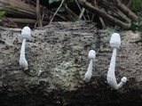 Leucocoprinus cretaceus image