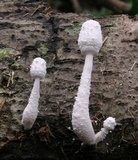 Leucocoprinus cretaceus image