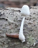 Leucocoprinus cretaceus image